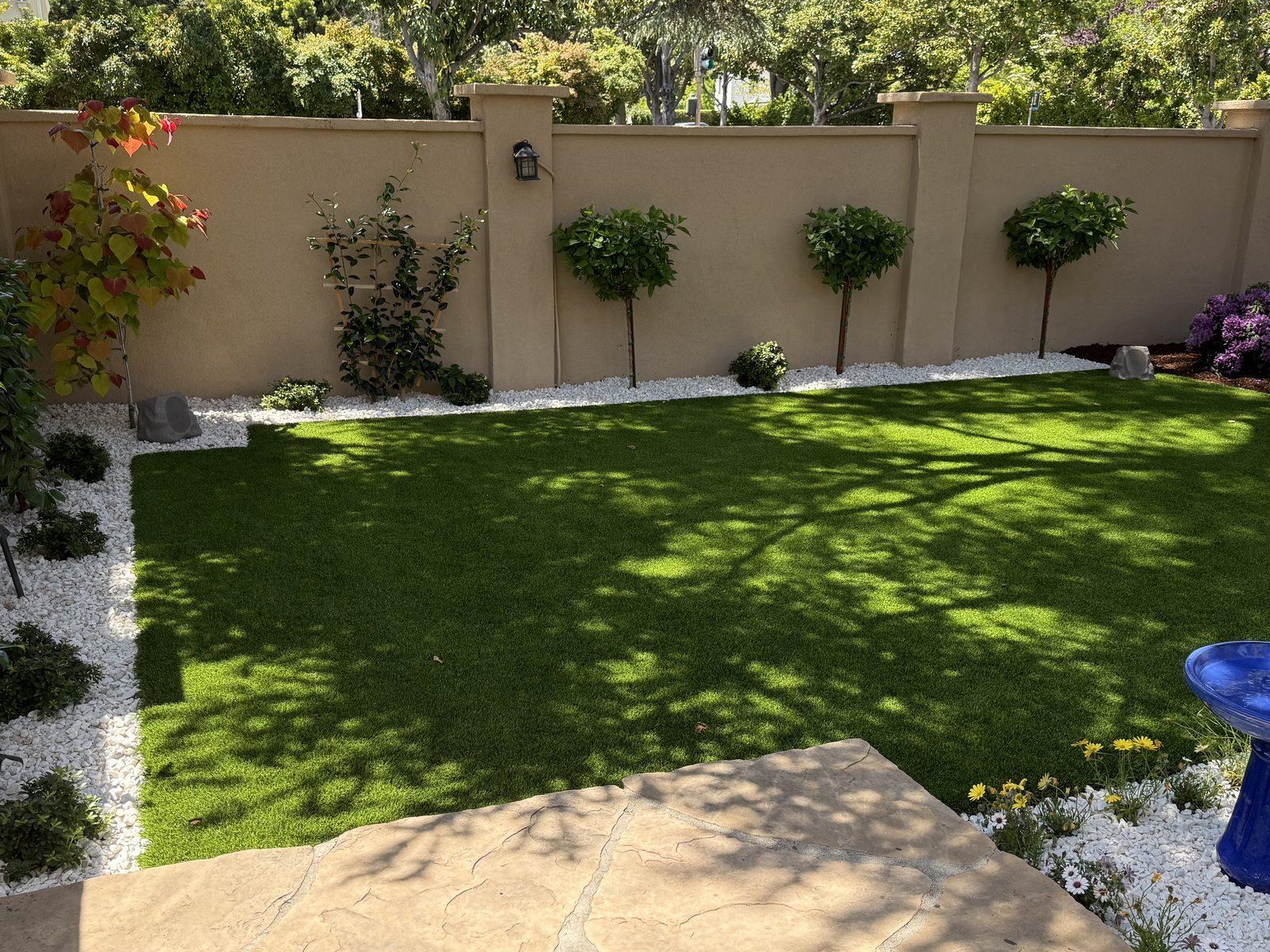 Artificial turf lawn in a walled garden, bordered by pale gravel, clipped standard trees and climbing shrubs